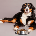 ALIMENTOS PARA PERROS