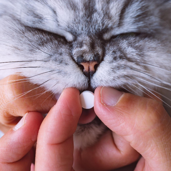 medicamentos para mascotas